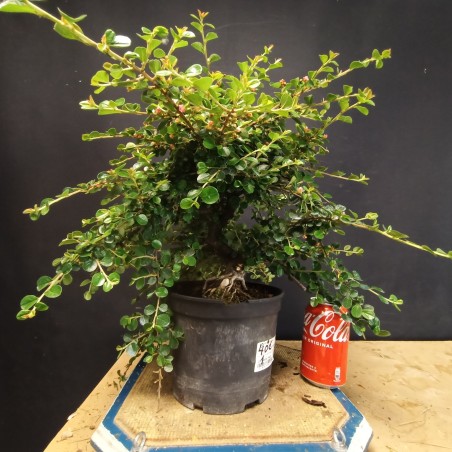 Cotoneaster 1