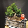 juniperus chinensis kishu 1