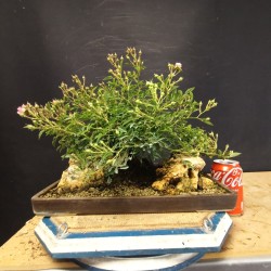Rosal 1