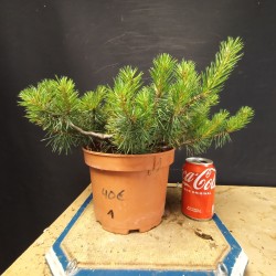 Pinus sylvestris 1