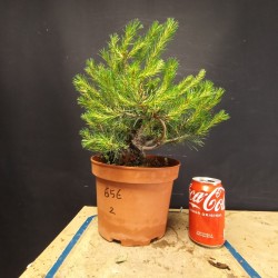 Pinus sylvestris 2
