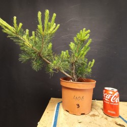 Pinus sylvestris 3