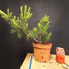 Pinus sylvestris 3