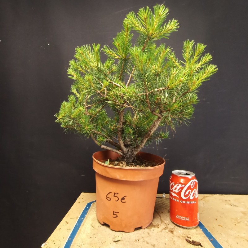 Pinus sylvestris 5