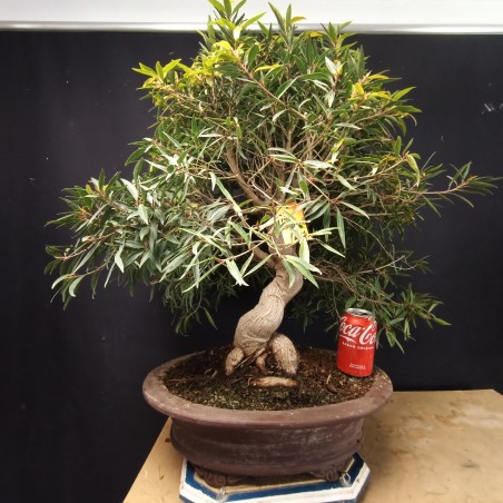 Ficus Nerifolia 1