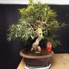 Ficus Nerifolia 1
