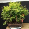 Bosque Metasequoia 1