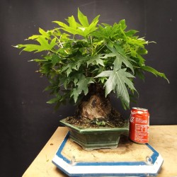Liquidambar 2