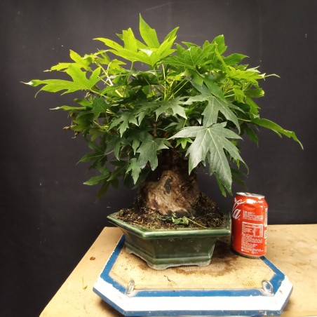 Liquidambar 2