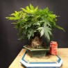 Liquidambar 2