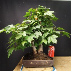 Liquidambar 3