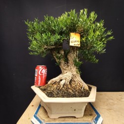 Buxus Harlandii 4