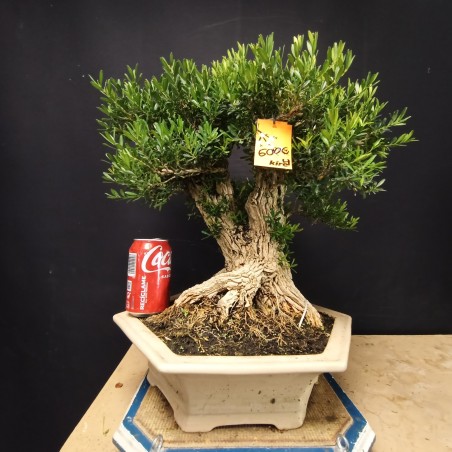 Buxus Harlandii 4