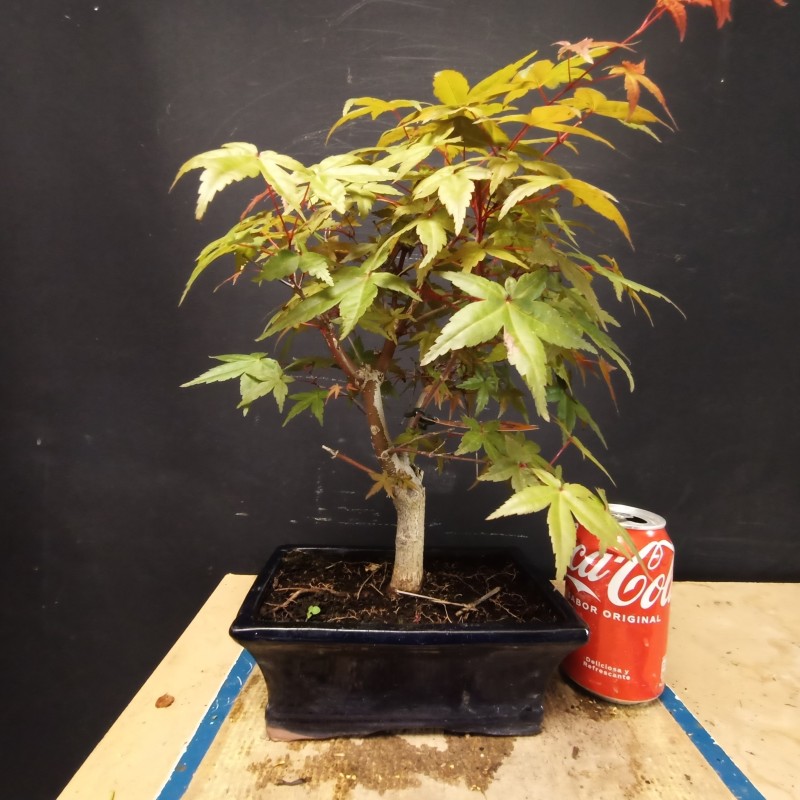 Acer Palmatum Deshojo 1