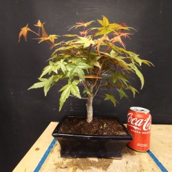 Acer Palmatum Deshojo 2