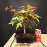 Acer Palmatum Deshojo 2