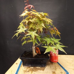 Acer Palmatum deshojo 3