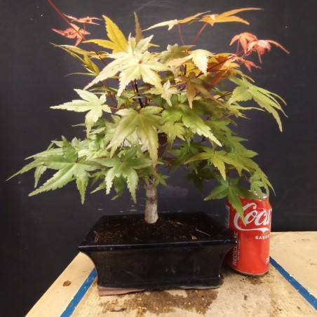 Acer Palmatum Deshojo 4