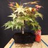 Acer Palmatum Deshojo 4