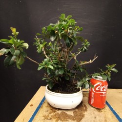 Chaenomeles 1