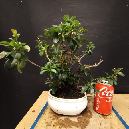 Chaenomeles 1