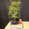 Acer Palmatum yukime 1