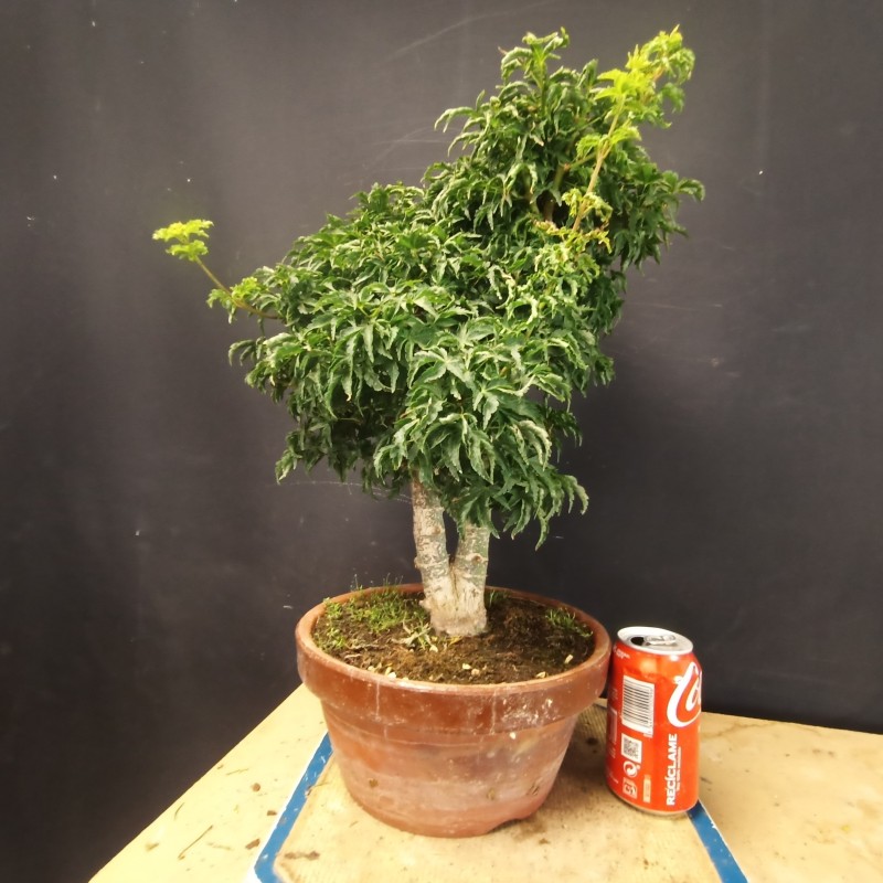 Acer Palmatum Shishigashira 2