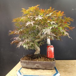 Acer Palmatum atropurpurea 1