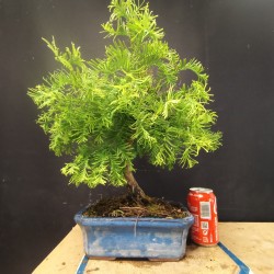 Metasequoia 1