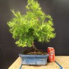 Metasequoia 1
