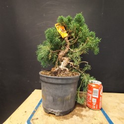 juniperus chinensis kishu 1