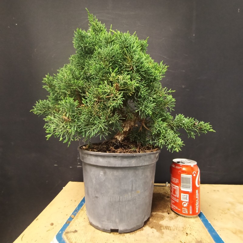 juniperus chinensis kishu 2