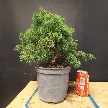 juniperus chinensis kishu 2