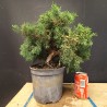 juniperus chinensis kishu 3