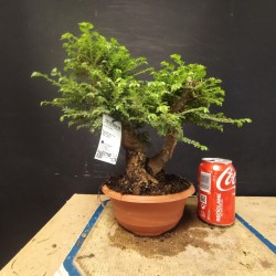Olmo seiju 1