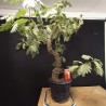 Roble 1