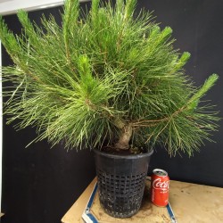 Pinus Tumbergii 3