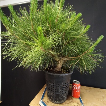 Pinus Tumbergii 3
