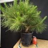 Pinus Tumbergii 3