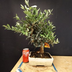 Olivo 3