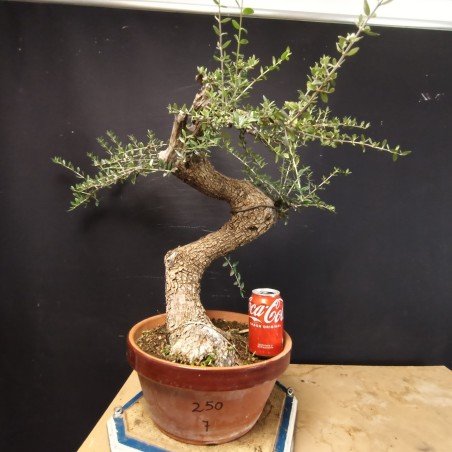 Acebuche 7