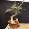 Acebuche 7