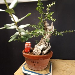 Acebuche 8