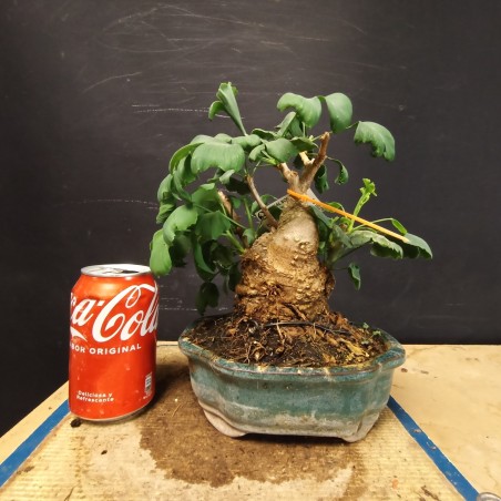 Ginkgo biloba 4