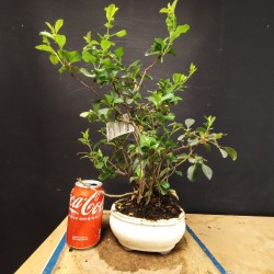 Chaenomeles 1