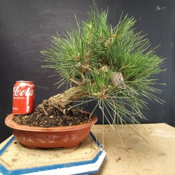 Pinus Tumbergii 4