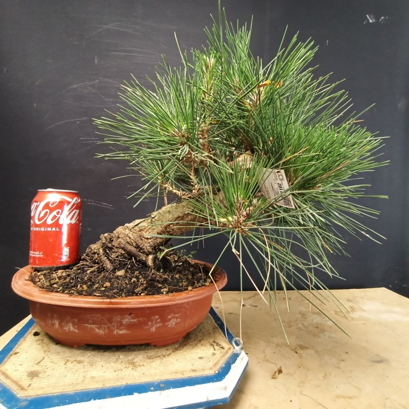 Pinus Tumbergii 4