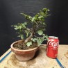 Olmo 25
