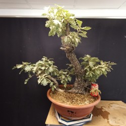 Roble 1