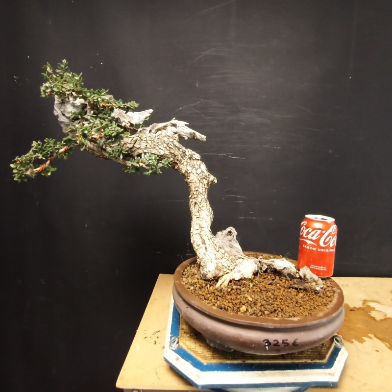 Acebuche 7